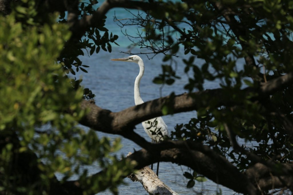 White Crane At Biscayne National Park